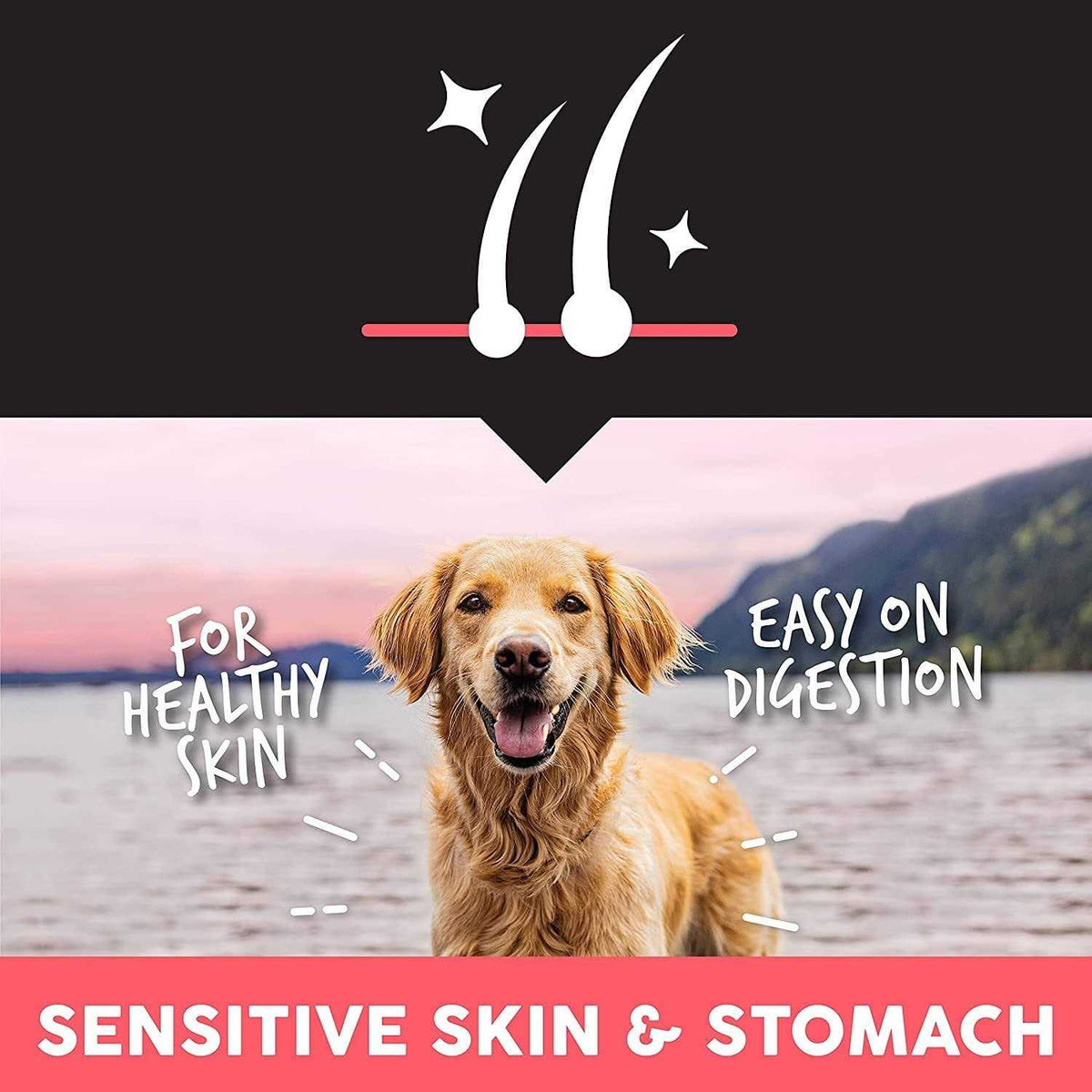 Salmon Protein Dry Dog Food Y372750