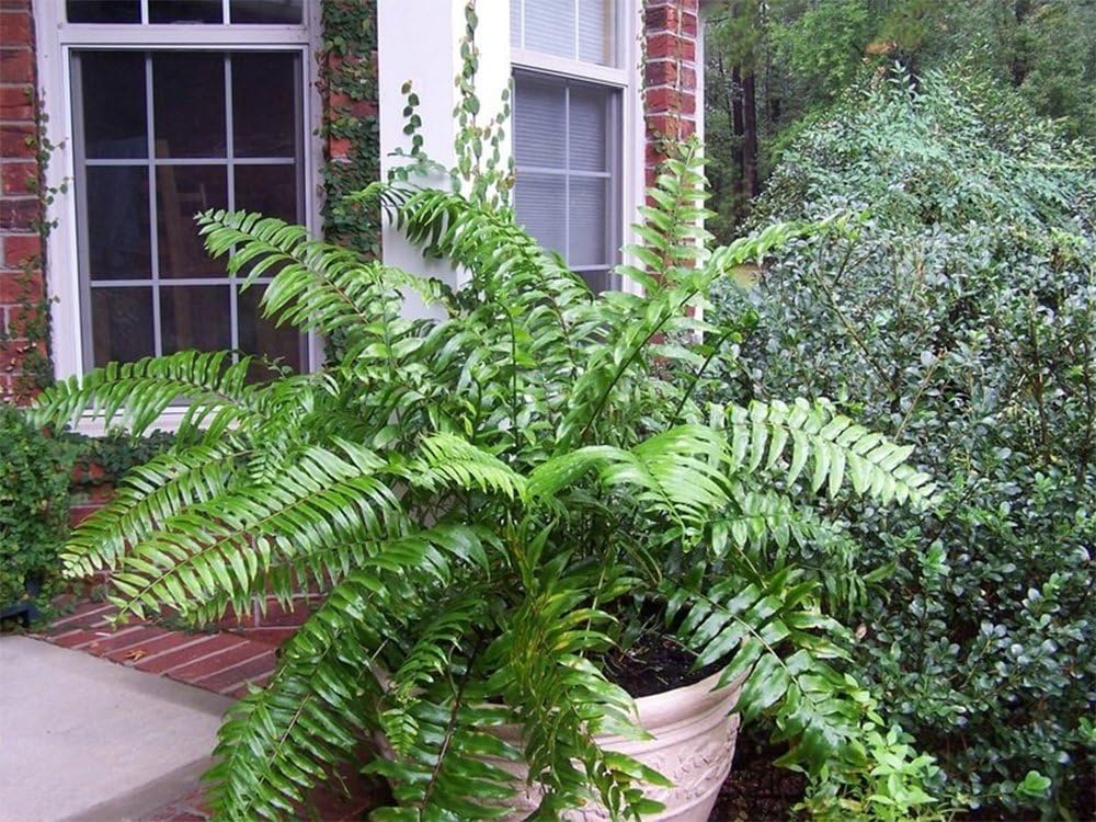 Macho Giant Sword Fern Live Plant, 1 Gallon, 6" Pot O38923