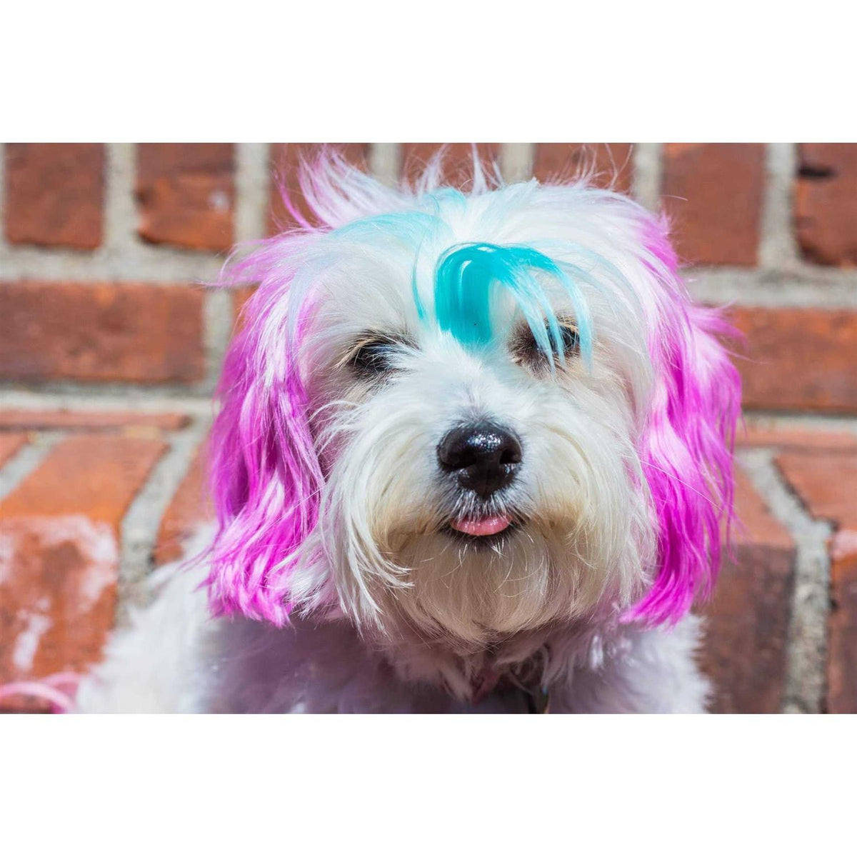 Semi Perm Coat Color Shampoo for Dogs Z610