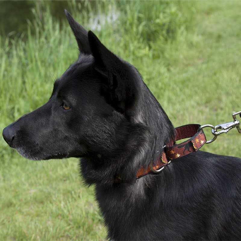 Martingale Collar W907656