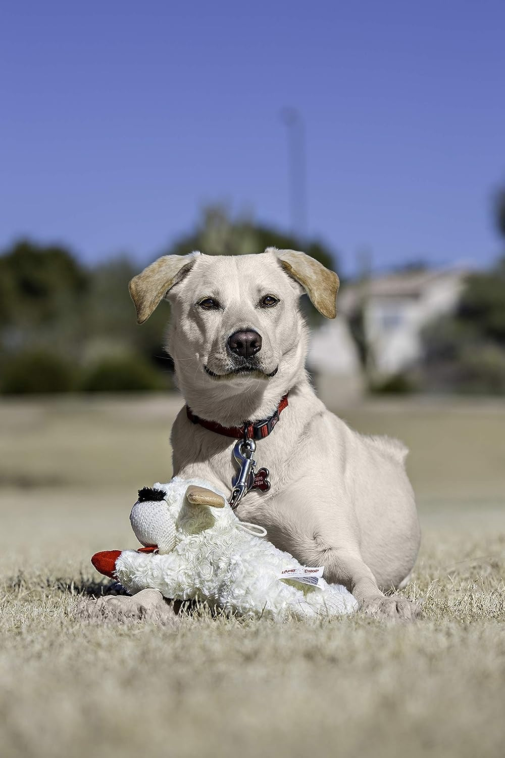 Plush Toy Lambchop Dog Toy for Small Dog Breeds Z910537