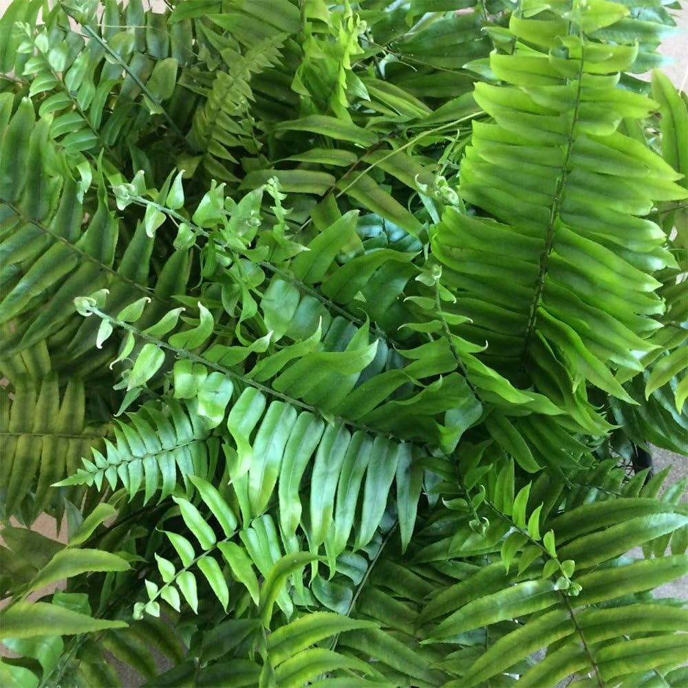 Macho Giant Sword Fern Live Plant, 1 Gallon, 6" Pot O38923