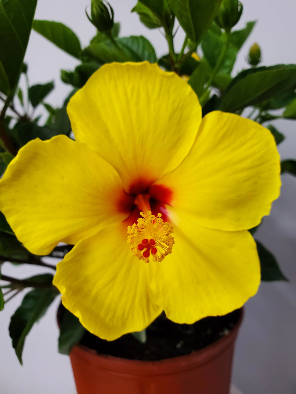 22" to 26" Yellow Hibiscus Plant with Red Throat Y773243