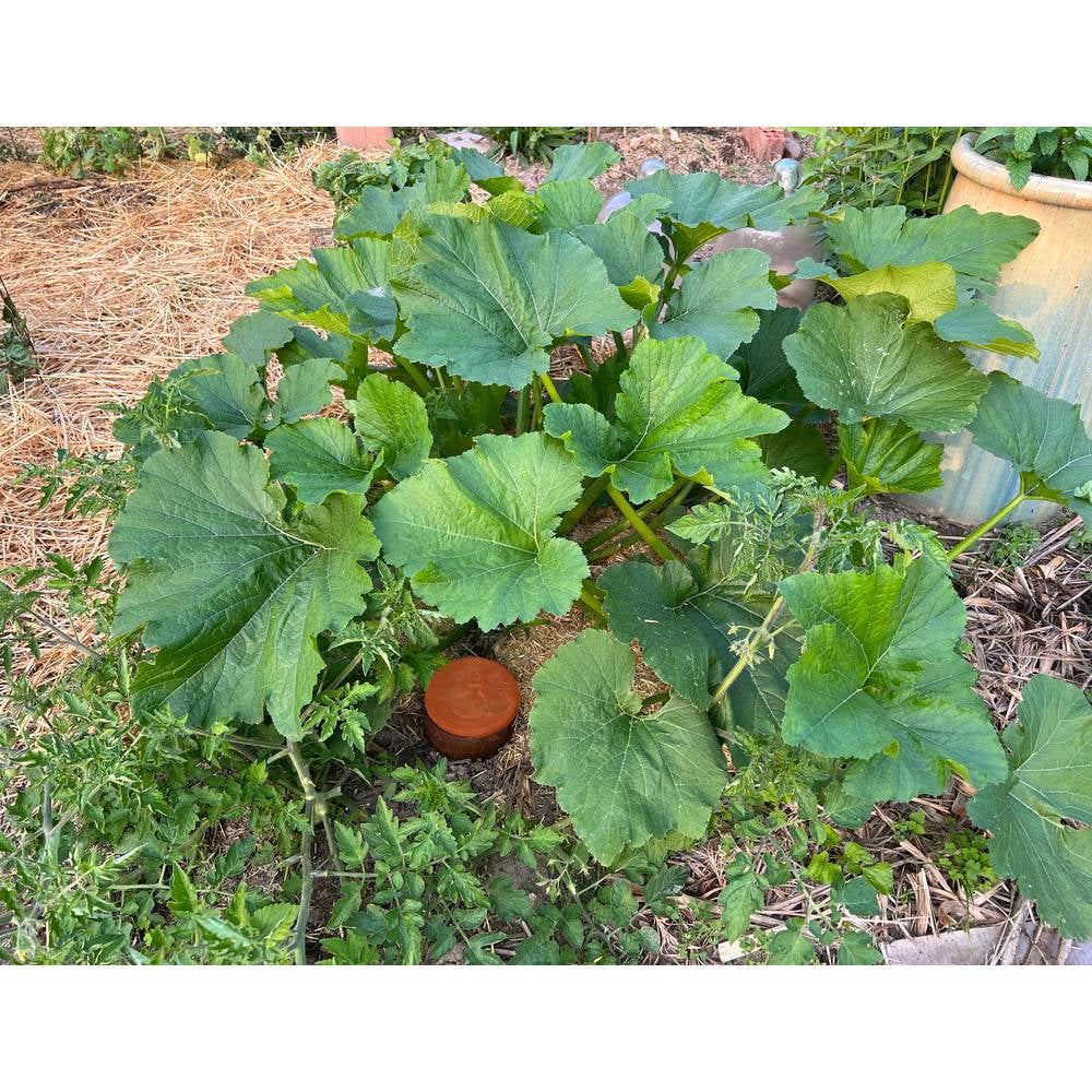 Terra Cotta Watering Pot, Medium, 1.5 Qt W956