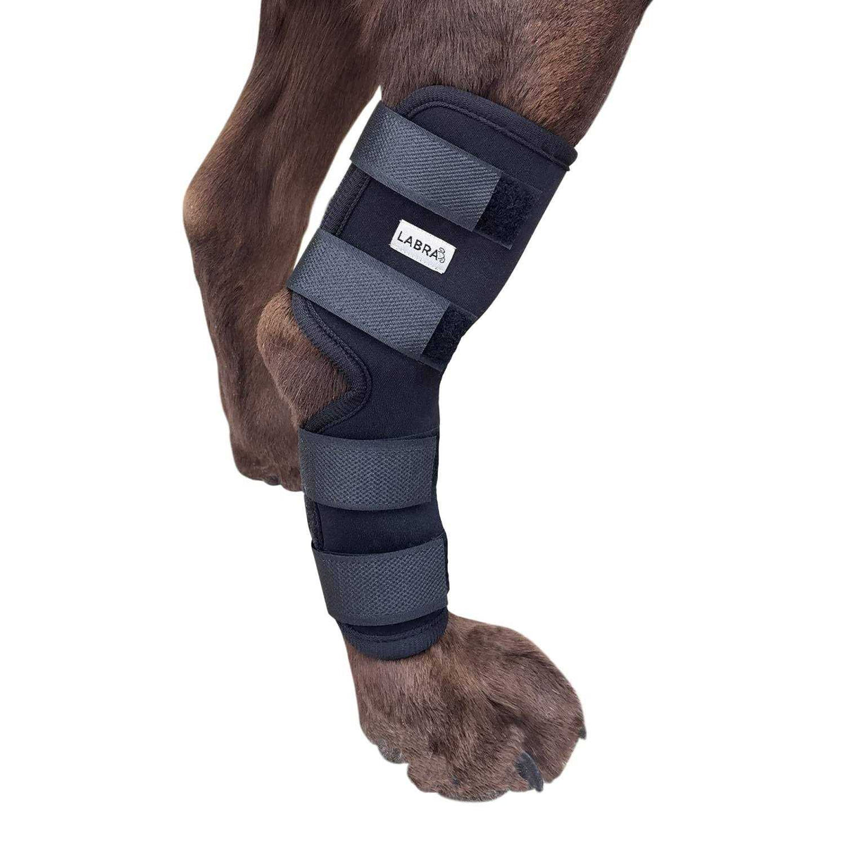 Dog Rear Leg Hock Joint Compression Wrap I602