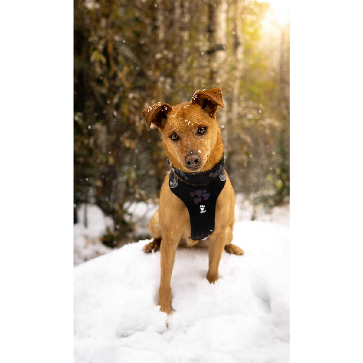 Dog Harness Z787