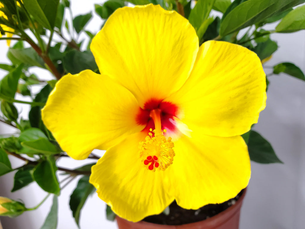 22" to 26" Yellow Hibiscus Plant with Red Throat Y773243