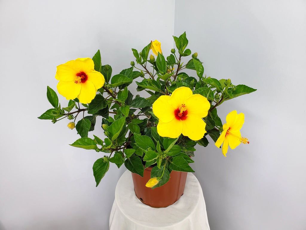 22" to 26" Yellow Hibiscus Plant with Red Throat Y773243