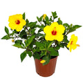22" to 26" Yellow Hibiscus Plant with Red Throat Y773243