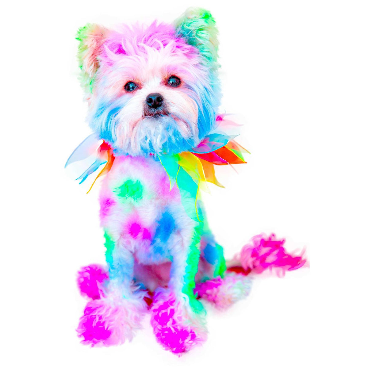 Semi Perm Coat Color Shampoo for Dogs Z610