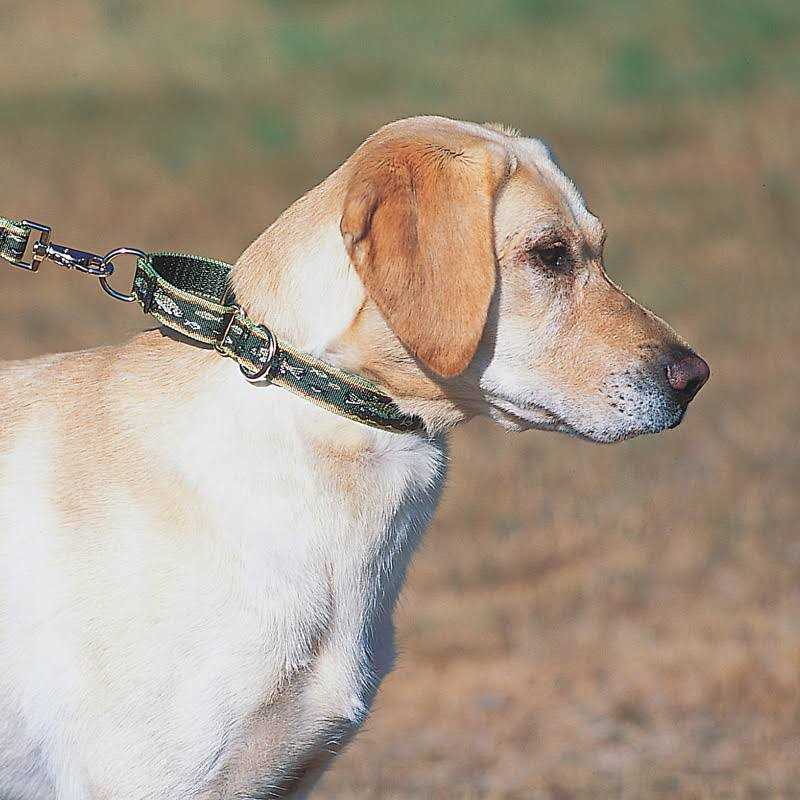 Martingale Collar W907656