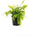 Macho Giant Sword Fern Live Plant, 1 Gallon, 6" Pot O38923