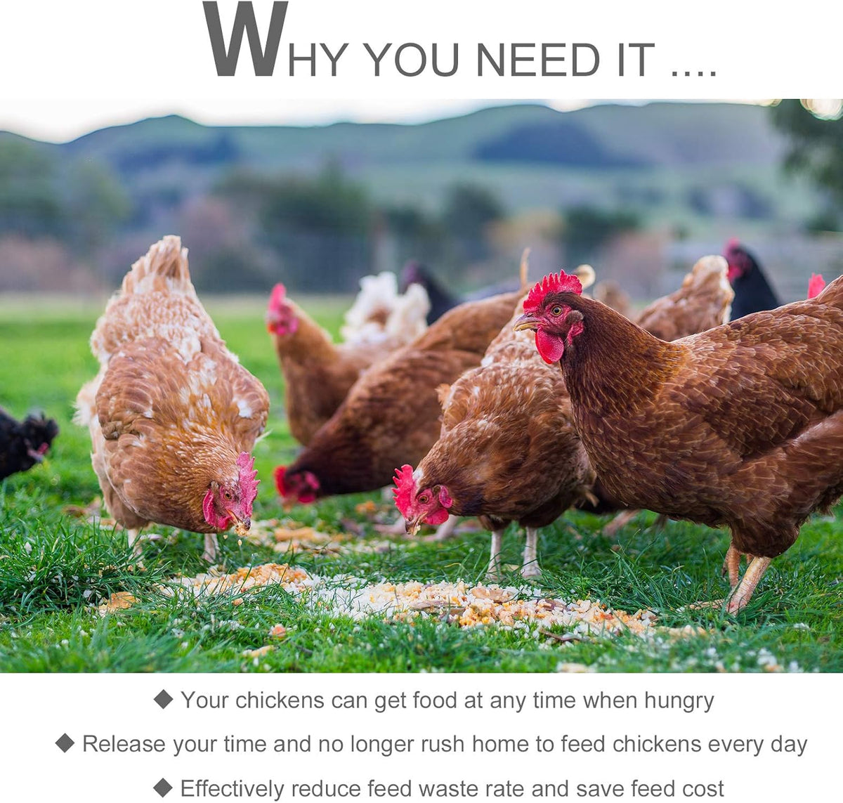 Automatic Chicken Poultry Feeder with Galvanized Steel and Aluminium Build Z57013