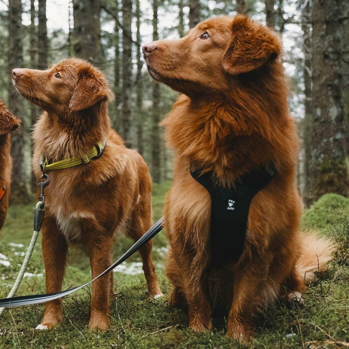 Dog Harness Z787