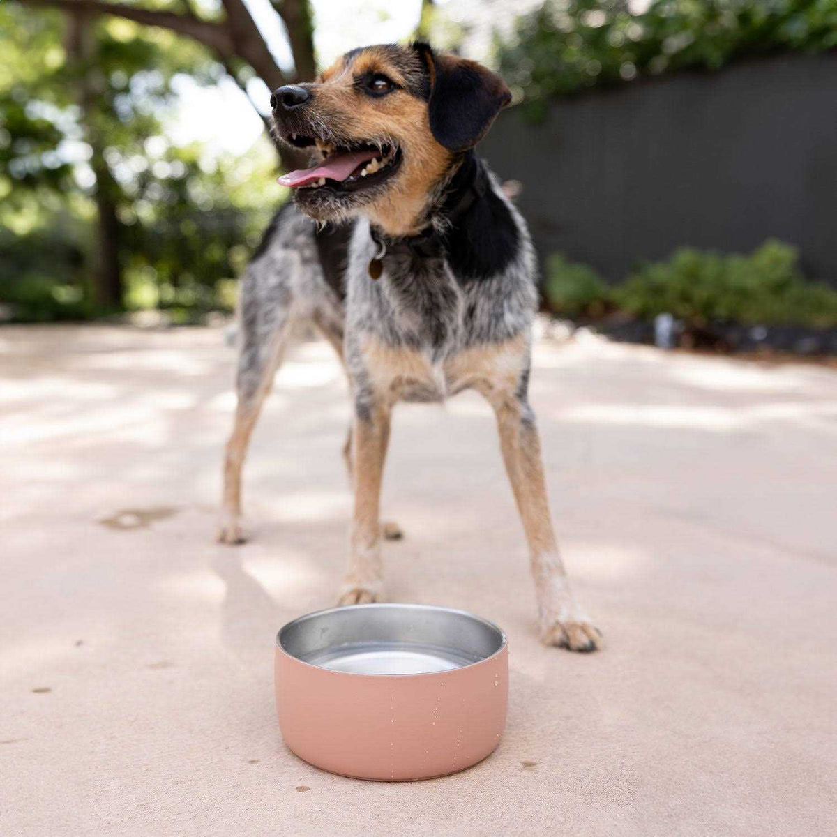 Stainless Steel Pet Water Bowl X737430