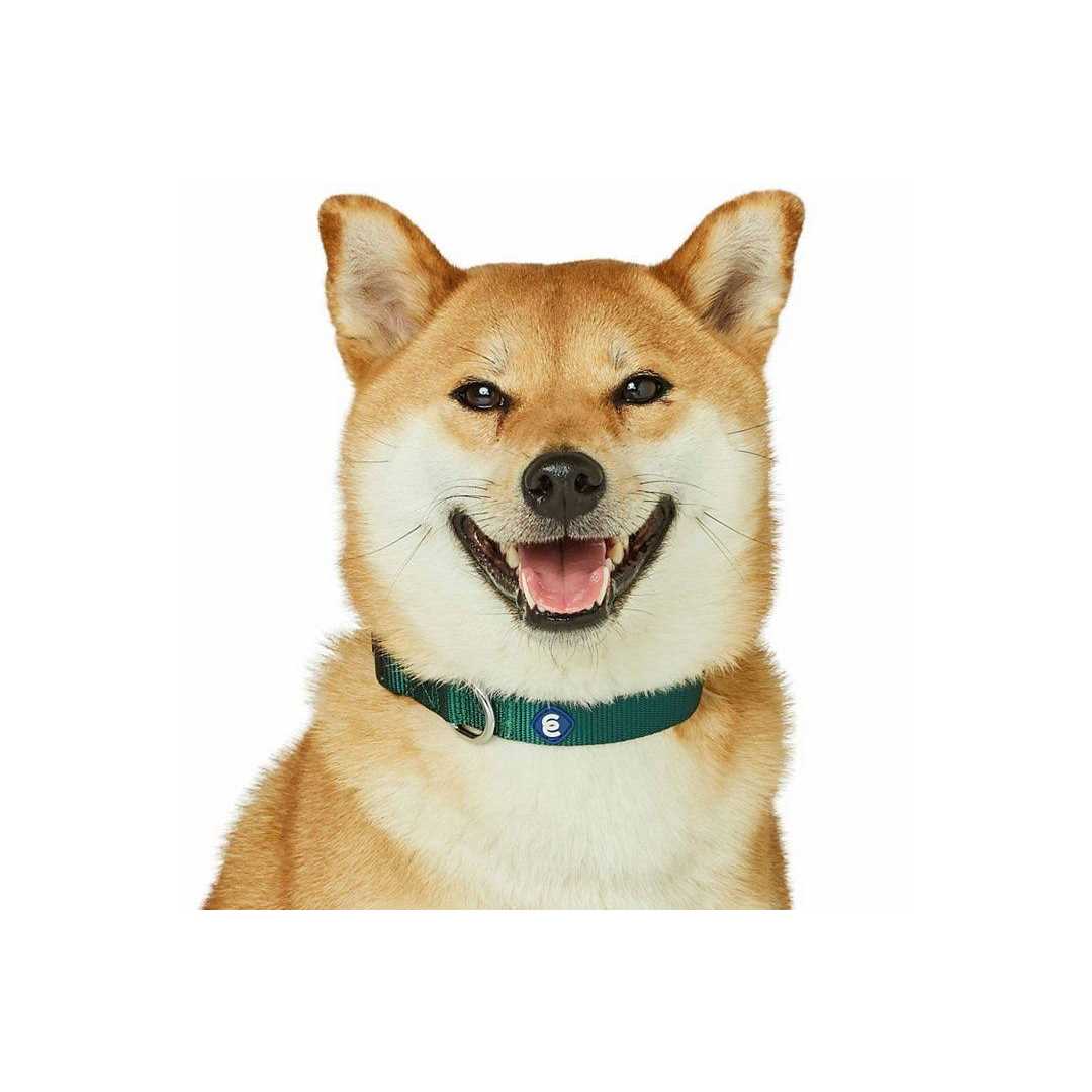 Classic Dog Collar F468