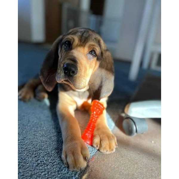 Chill & Chew Bone E8205