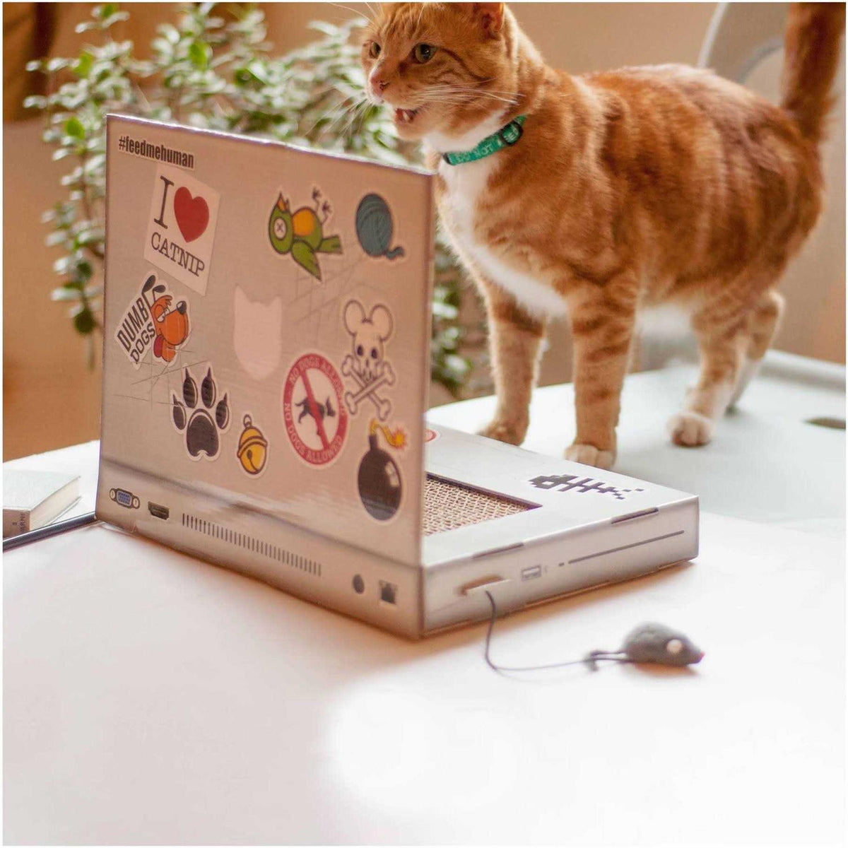 Cat Scratch Laptop Z931538